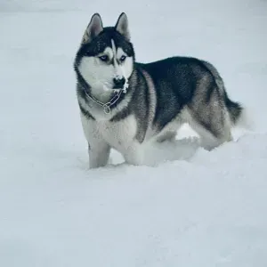 Femme de ménage en Savoie et Haute-Savoie 