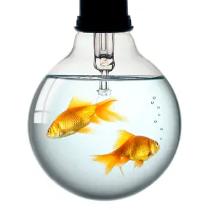 Pet sitting para duas cadelas