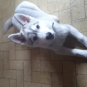 Pet-sitter proche de Challans 