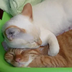 Je cherche un(e) petsitter près de chez moi