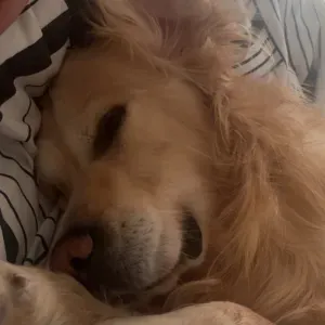 À la recherche d'un pet sitter 