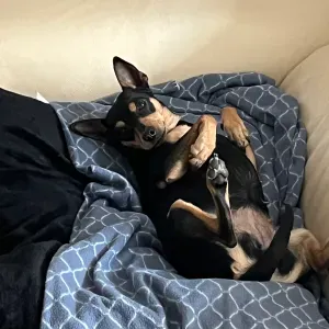 Pulizie a Domicilio – Cura e Attenzione ai Dettagli