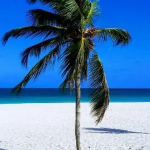 Procura-se apoio domiciliário 