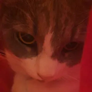 Petsitting a Lugano e nei dintorni