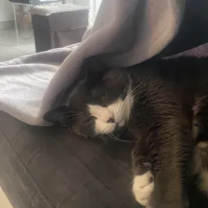 Pet sitter dans le 92 Nord-Ouest !