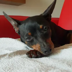 Cerco dog sitter a potenza o nelle vicinanze 