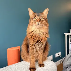 Emploi de Petsitter Bordeaux