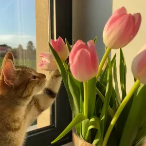 Baby-sitter • Garde d'animaux • Aide à domicile