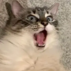 Pet-Sitter aux alentours de Toulouse!