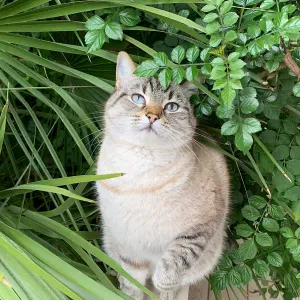 Offerta di lavoro per addetto alla pulizia a Neviano
