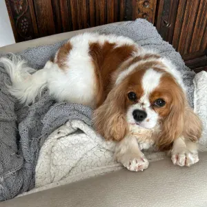 Garde PetSitter Cavalier King Charles Femelle