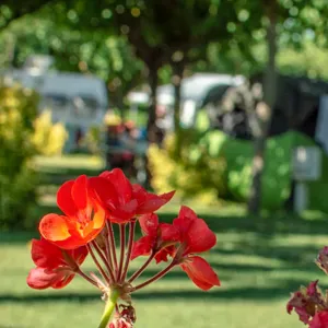 Auxiliaire de vie diplômé avec compétences en pathologies 