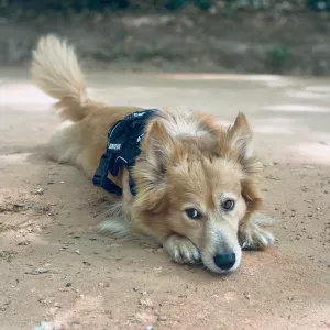 Pet sitting distrito de leiria