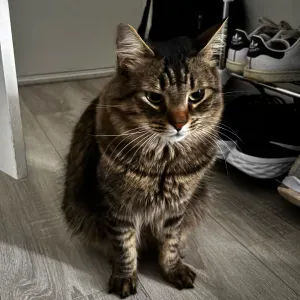 Urgence à la recherche du Petsitter de notre titou