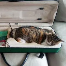 Garde de notre chat pendant les vacances estivales