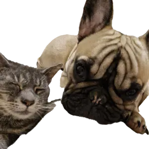 Pet-sitter à HAMBYE a mon domicile