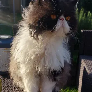 Poste pour un Petsitter à L'Haÿ-Les-Roses