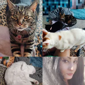 Cat Sitter Pisa, via Domenico Sartori 5