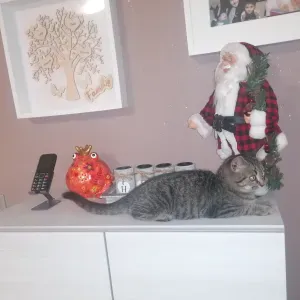 Baby taxi - Frescada di Preganziol