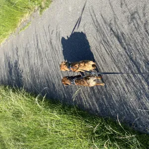 Pet-sitter jeune et attentionnée