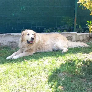 Pett sitter a Chelles proche de Paris