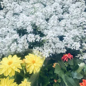 Pet Sitting services - Preferably pet sitting Dogs