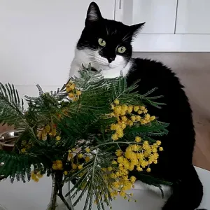 Cherche pet-sitter