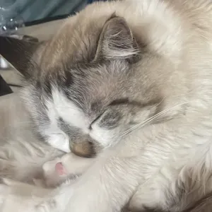 Addetta alle pulizie Carmagnola 