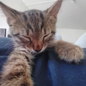 Pet sitter à Marseille (et les villes autour)  