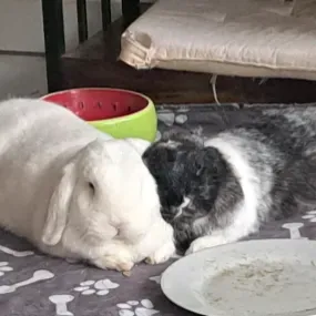 Recherche pet sitter pour 2 lapins week-end du 11Juillet