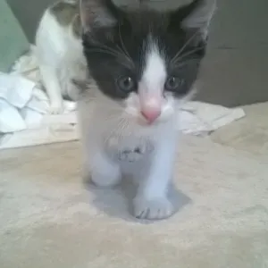 Aide a domicile pour seniors sur Thonon-les-bains