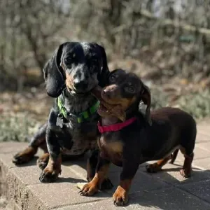 À la recherche d'un pet-sitter