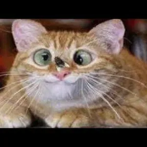 Babysitter paziente e disponibile a domicilio