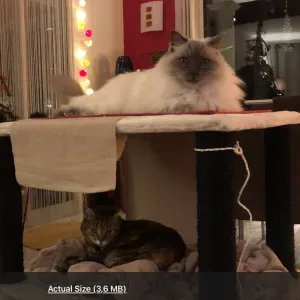 Cat sitter pour Myrtille et Thiago