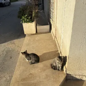 Pet Sitter à Ivry sur Seine et Paris