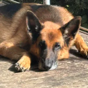 Recherche Petsitter Chien Visite ou Hebergement 