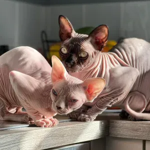 Cherche Pet Sitter