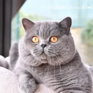 Emploi de dame de compagnie à Montreuil-en-Touraine