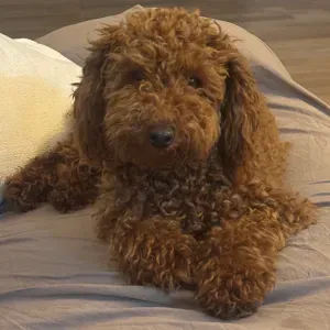 Offro Pet sitting Roma e provincia 