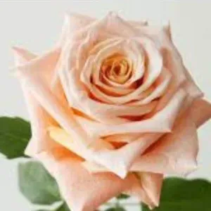  Je cherche ménage repassage a domicile 