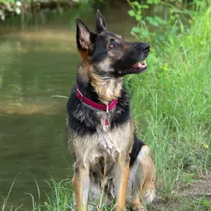 Pet-sitter à proximité de Lyon 