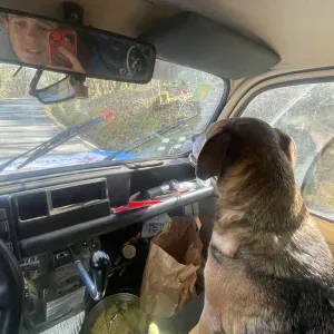 Pet-sitter bordeaux et alentours 