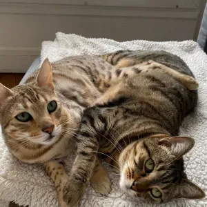 Emploi de Petsitter Arcueil