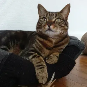 Pet-sitting chez vous à Roanne