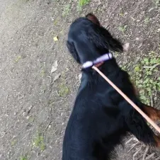 Bonjour, Je suis passionnée par les animaux et pleine de dy
