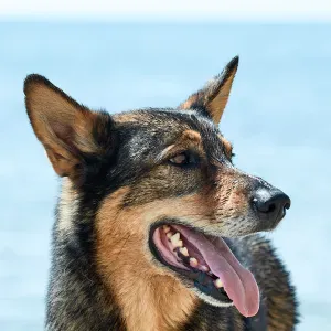 Offre d'emploi pour un(e) petsitter à Castelginest