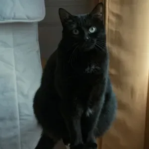 Offre d'emploi pour un(e) petsitter à Paris