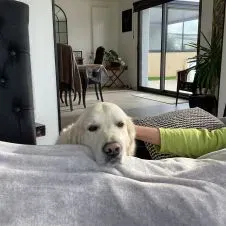 Garde animaux à domicile