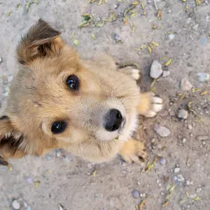 Pet-Sitter douce et attentionnée