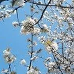 Je cherche une baby-sitter à domicile